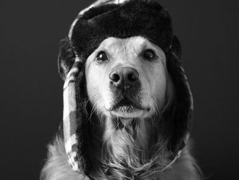 Close-up of dog wearing cap