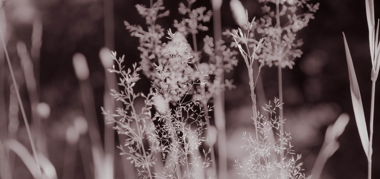 flower, growth, focus on foreground, plant, close-up, freshness, fragility, nature, beauty in nature, selective focus, stem, day, outdoors, petal, field, bud, flower head, botany, growing, no people