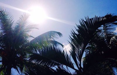 Low angle view of palm trees against sky