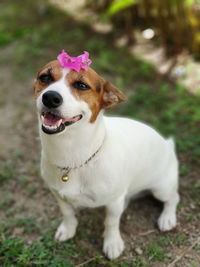 Portrait of white dog on field