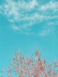 Low angle view of flowering plant against blue sky