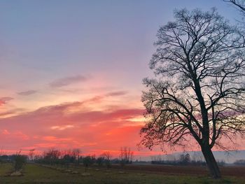 Silhouette bare trees on field against sky during sunset