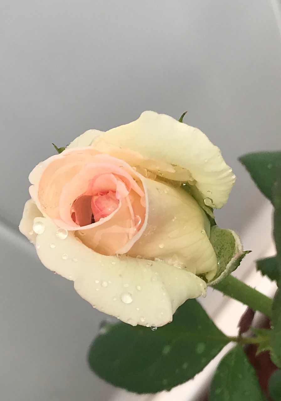 CLOSE-UP OF ROSE WITH DEW DROPS ON PINK ROSES