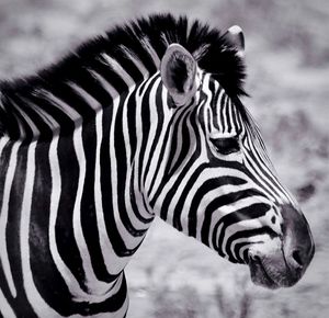 Close-up of zebra