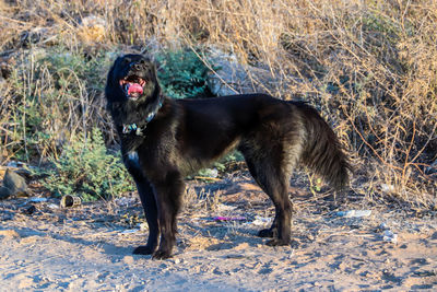 Black dog on field