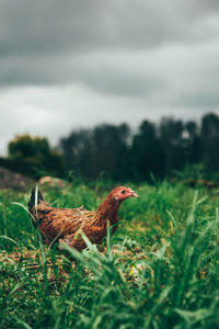 Close-up of a bird on field