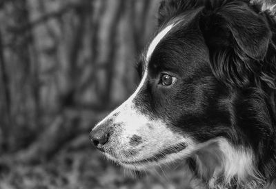 Close-up portrait of dog