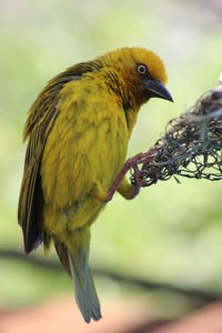 Close-up of bird perching on branch