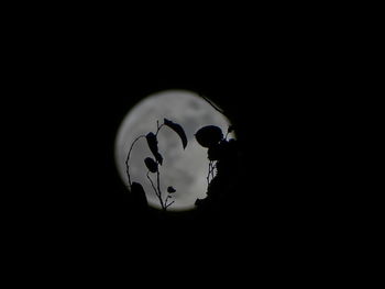 Silhouette plant against sky at night