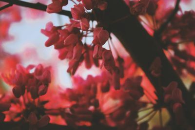 Close-up of red flowers