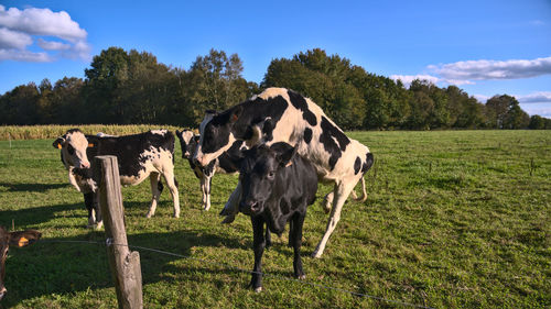 Cows grazing in field