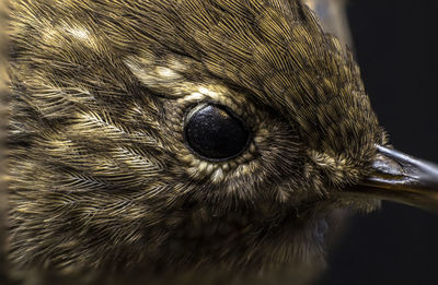 Close-up of a bird