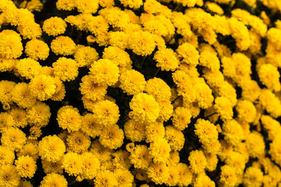 Full frame shot of yellow flowering plants