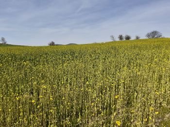 Scenic view of flower field against sky