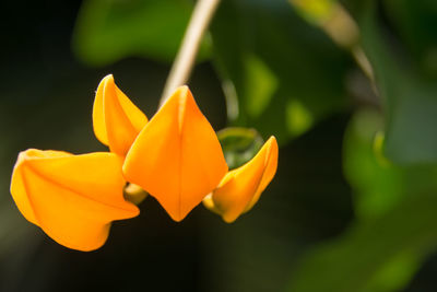 Close-up of yellow flowers blooming outdoors