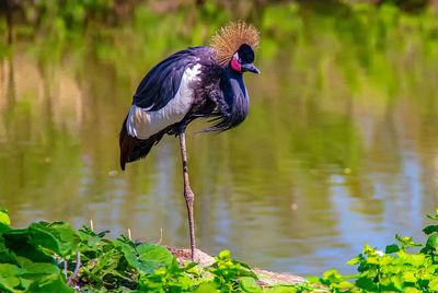 Bird perching on a lake
