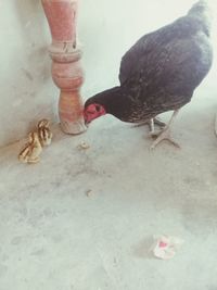 High angle view of birds eating