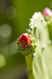 Close-up of strawberry on plant