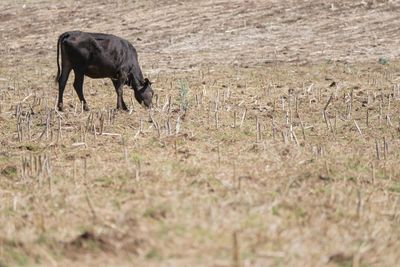 Side view of a horse on field