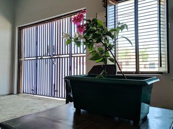 Potted plants on table at home