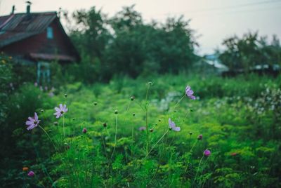 Purple flowers growing in field