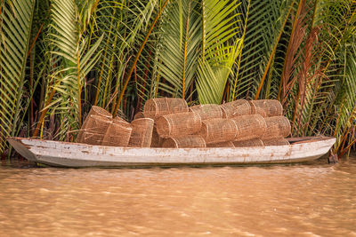 Palm trees along plants in boat