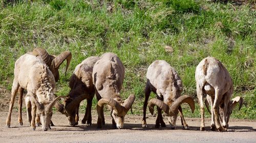 Flock of sheep grazing in grass