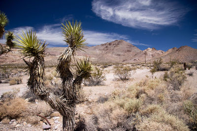 Plants growing on land against sky