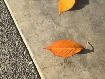 High angle view of dry leaves on footpath
