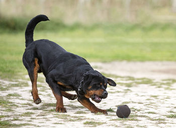 Dog running on beach