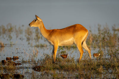 Female red lechwe stands staring in shallows