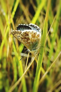 Close-up of butterfly on grass