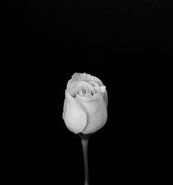 Close-up of white flower over black background