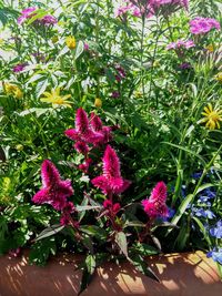 Pink flowers blooming outdoors