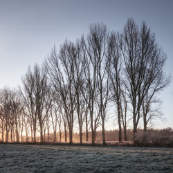 Trees on landscape against clear sky