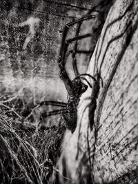 Close-up of lizard on plant