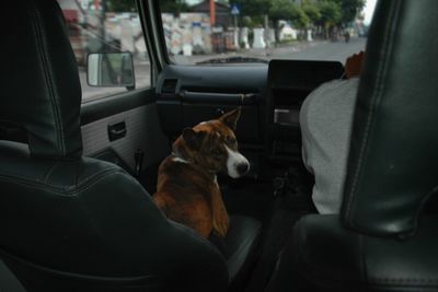Dog sitting on seat