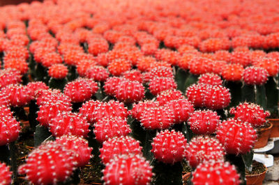 Close-up of fresh plants in winter