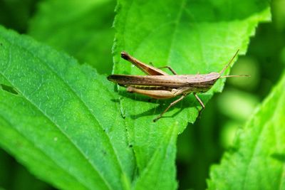 Close-up of insect on leaf