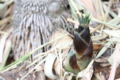 Close-up of a bird