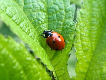 Close-up of ladybug on leaf