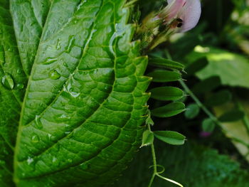 Close-up of fresh green leaf