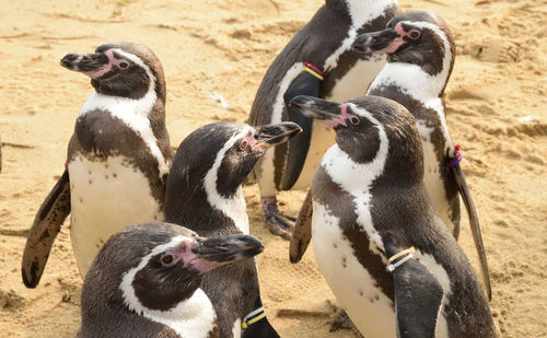 Close-up of a group of penguins