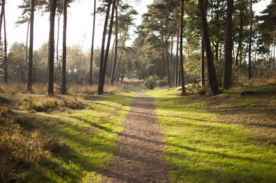 Trees on footpath in forest