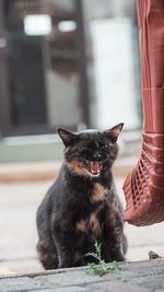 Close-up of cat looking at camera