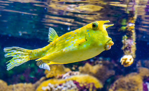 Close-up of fish swimming in sea