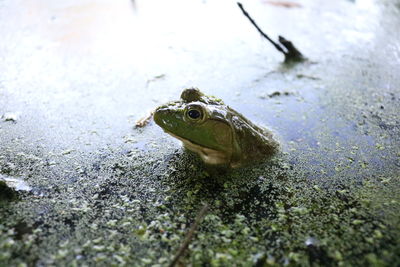 Close-up of turtle in water