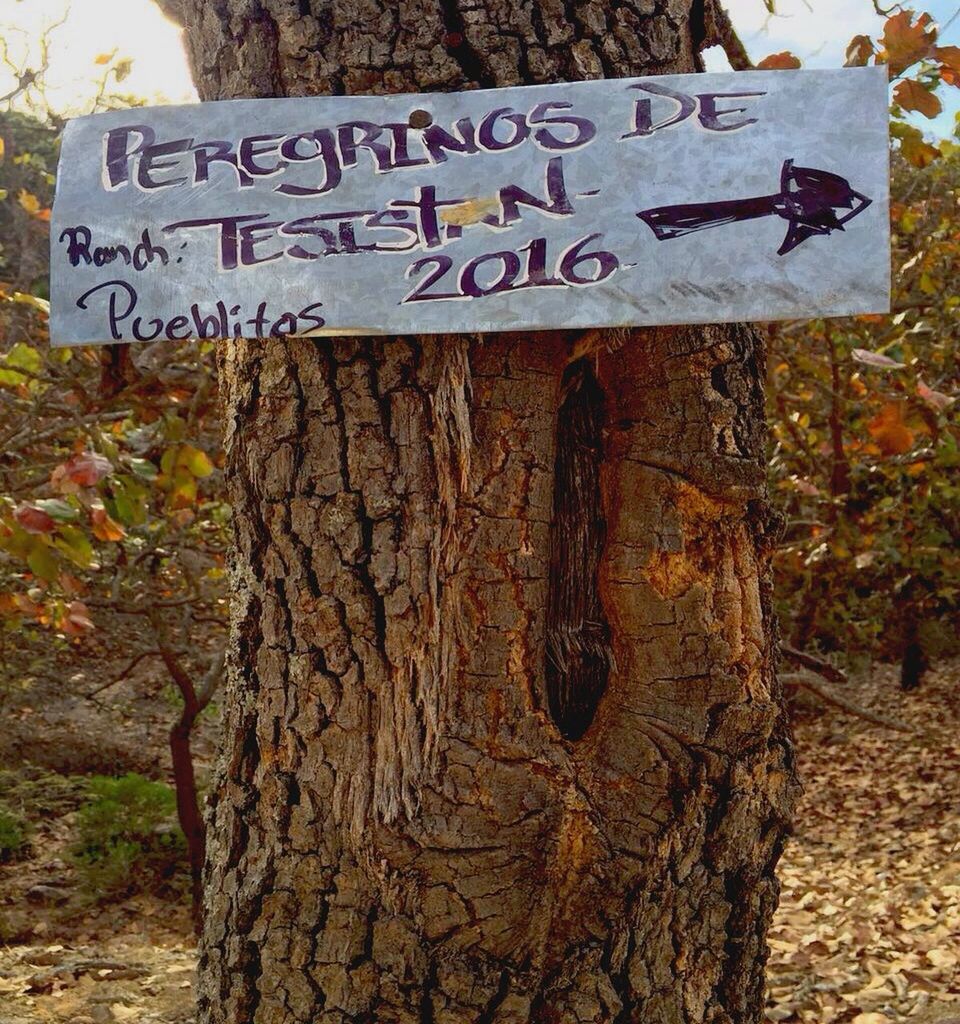 text, western script, communication, non-western script, sign, information sign, information, capital letter, guidance, close-up, wood - material, tree, day, outdoors, no people, tree trunk, textured, nature, growth, arrow symbol