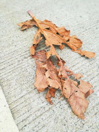 Close-up of dry maple leaf on sidewalk