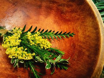 High angle view of flowering plant